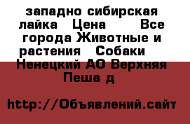 западно сибирская лайка › Цена ­ 0 - Все города Животные и растения » Собаки   . Ненецкий АО,Верхняя Пеша д.